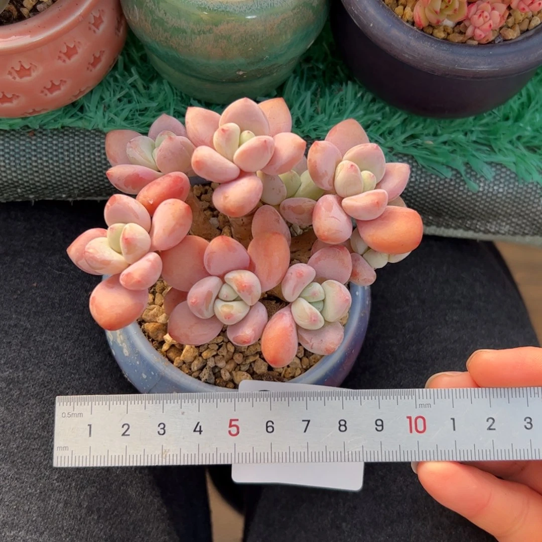 ?**?344 多肉植物组合盆栽