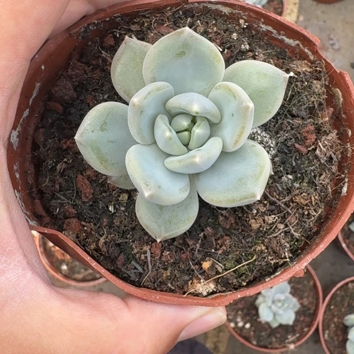 邀月 单头 一物一拍