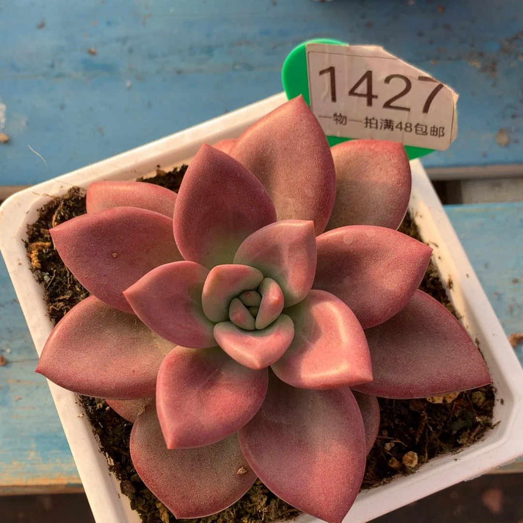 赫本鲁斯单头一物一拍1427