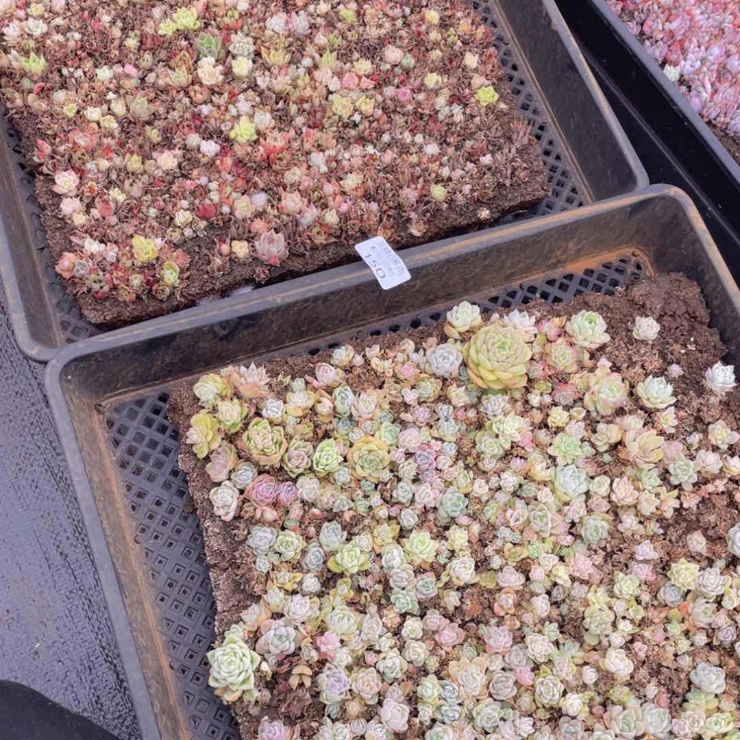 云糖心多肉植物150