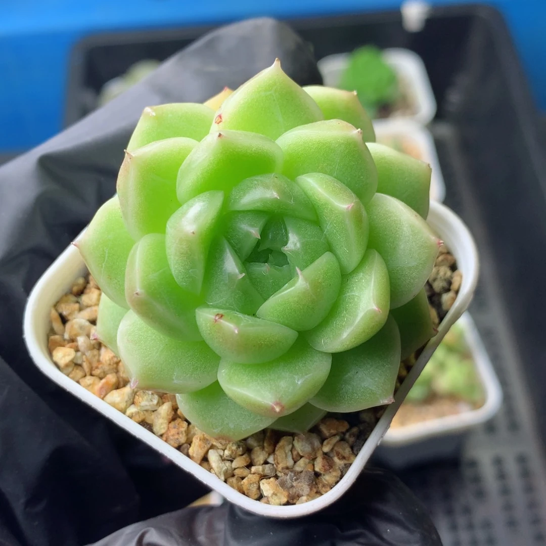 58包邮  群生不包整 103