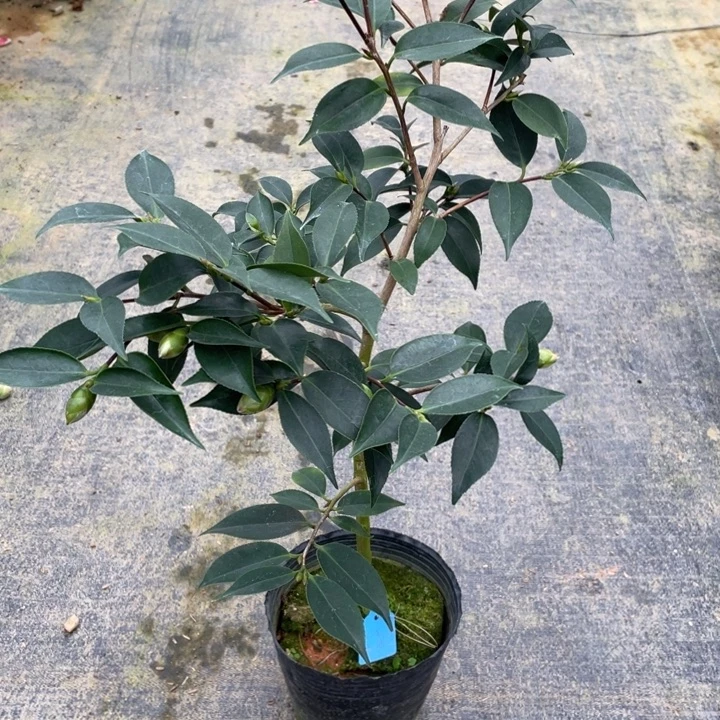 完全开放茶花孔雀玉浦