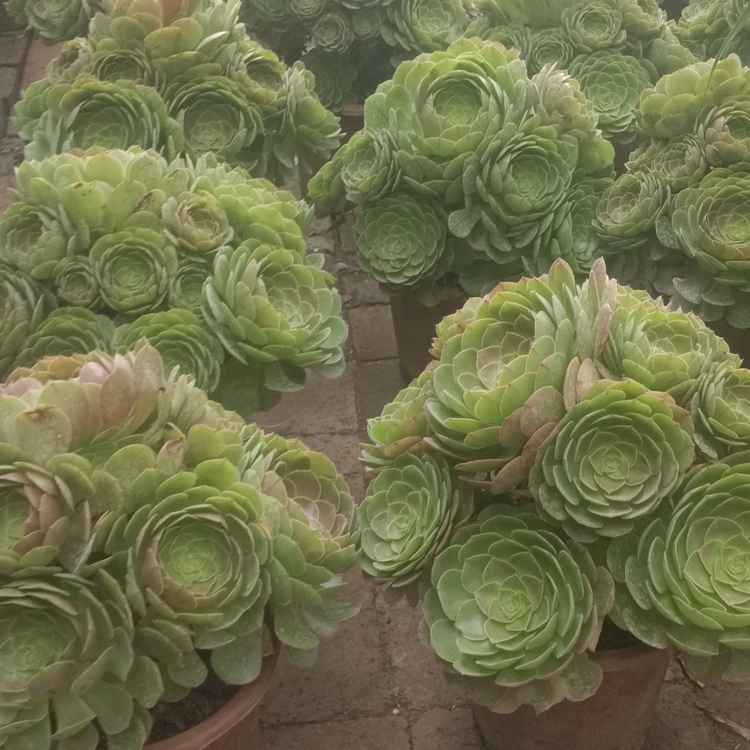 青苹果法师多肉，容易养护。