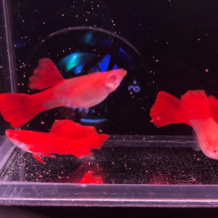 孔雀鱼福利血红2对公不完美