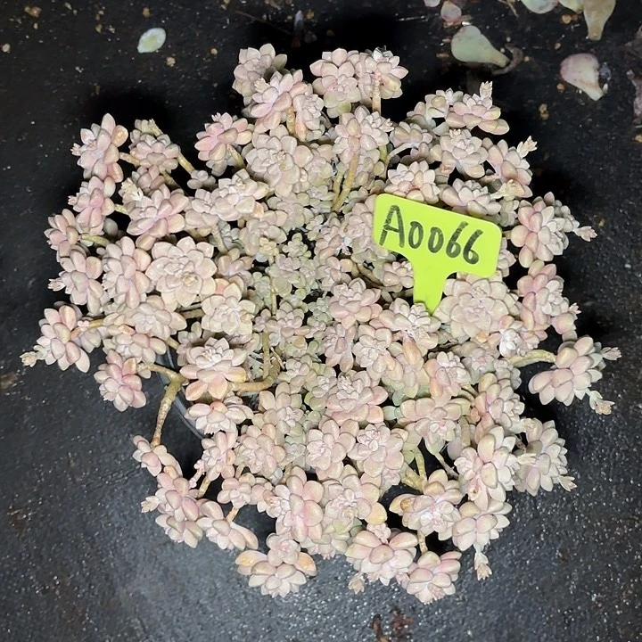 小**。丸叶一物一拍A0066