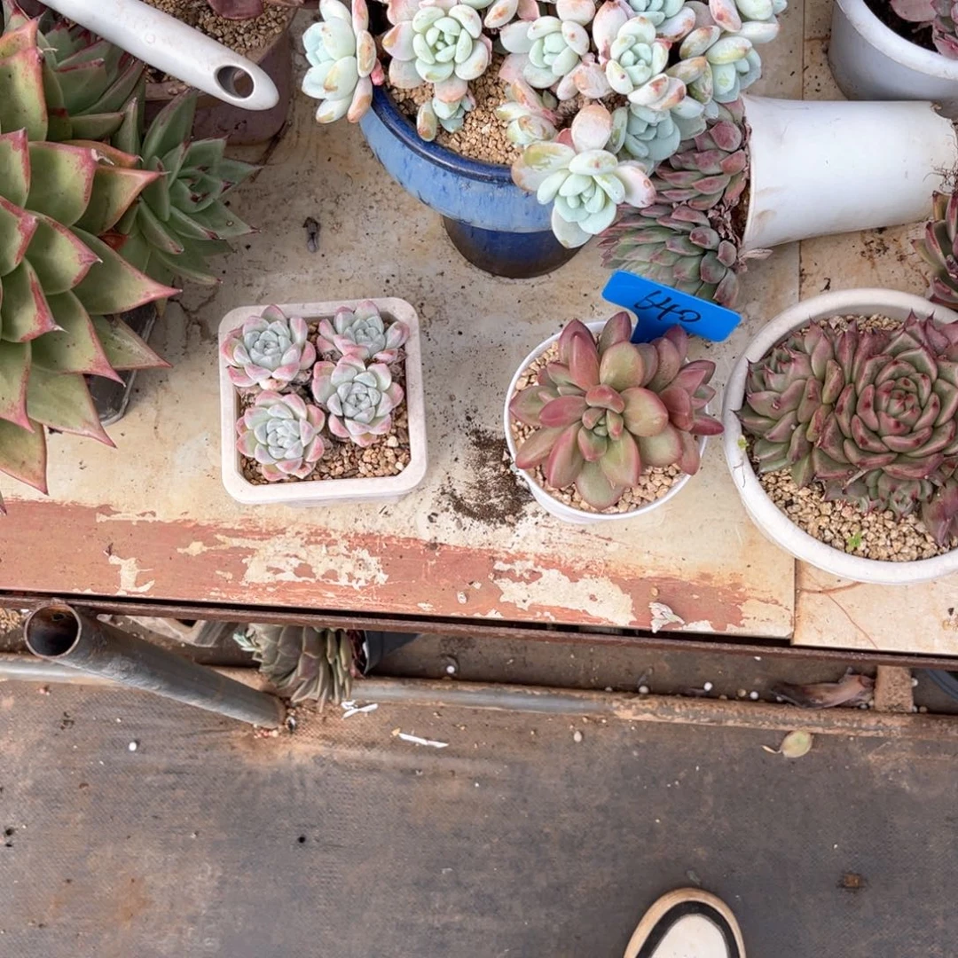 打*死640迷雾泡泡多肉植物