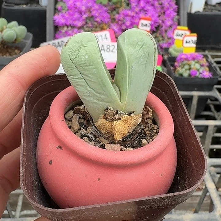 密密麻麻密密麻麻648