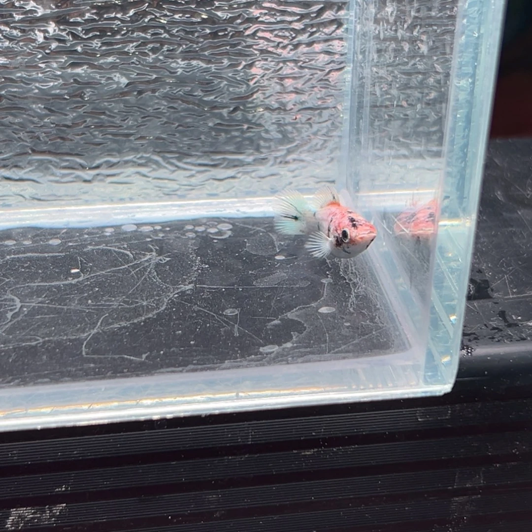 孔雀鱼玛丽鱼一条红头
