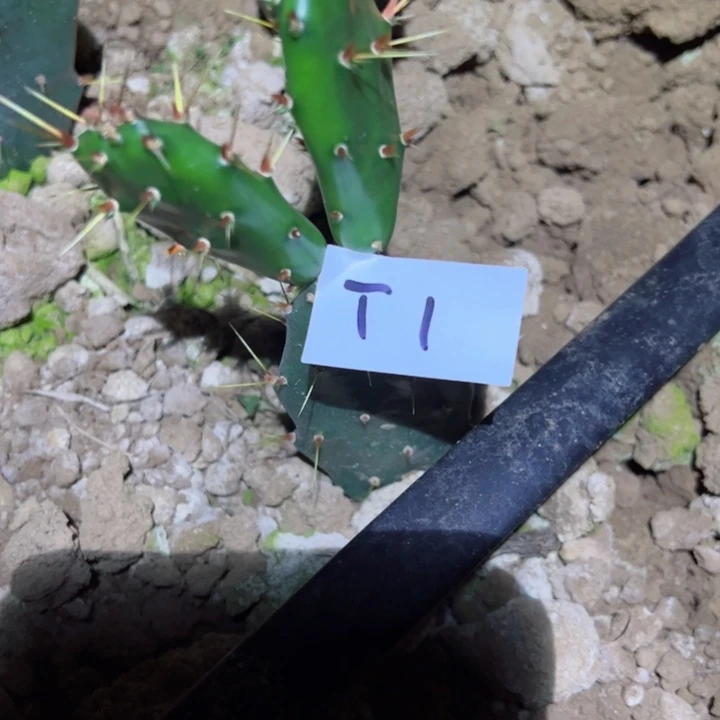 若*T1四颗黄大刺20