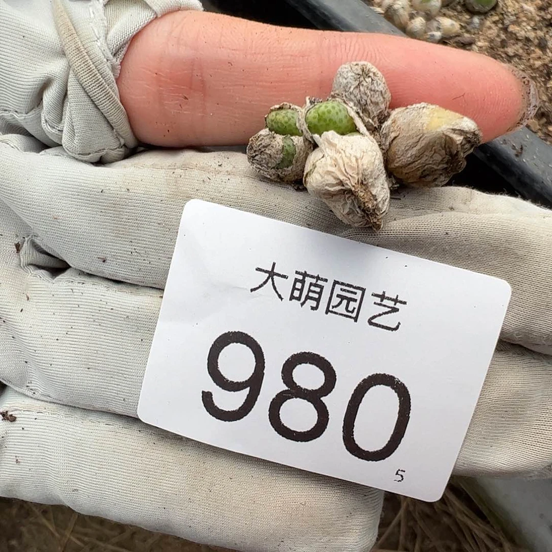 0000980 一物一拍……