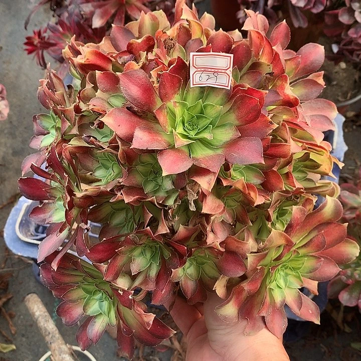 629韶华多肉植物