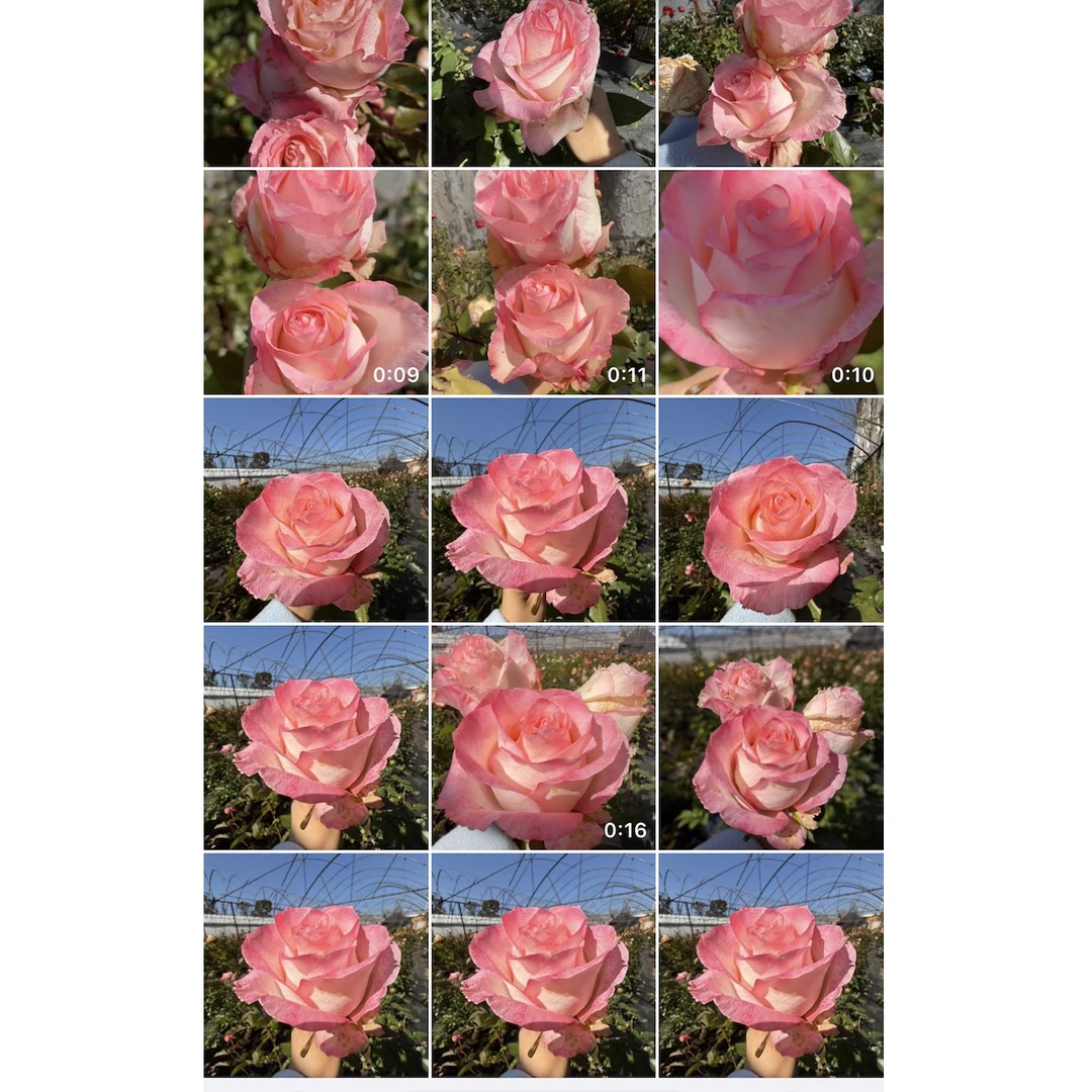 又大又香【香水艾莎】高杯切花 花期长两广可入1加仑根接云南发货