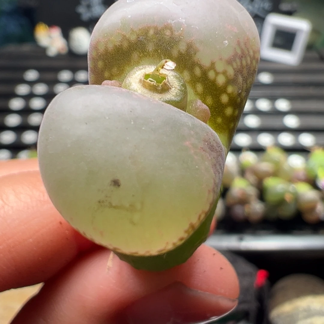 31号2.88厘米 大透褪色