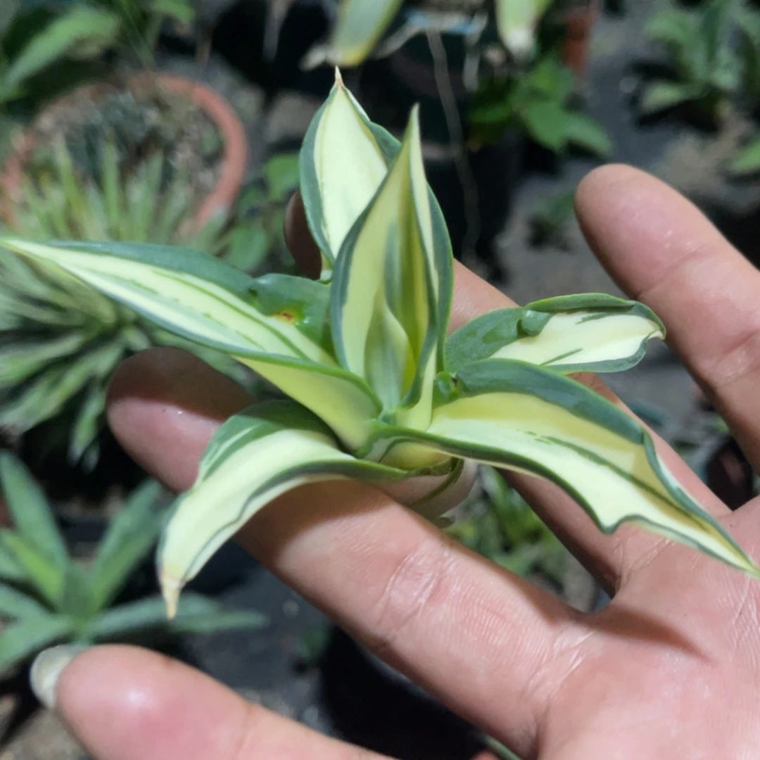 鹦鹉嘴白中斑龙舌兰