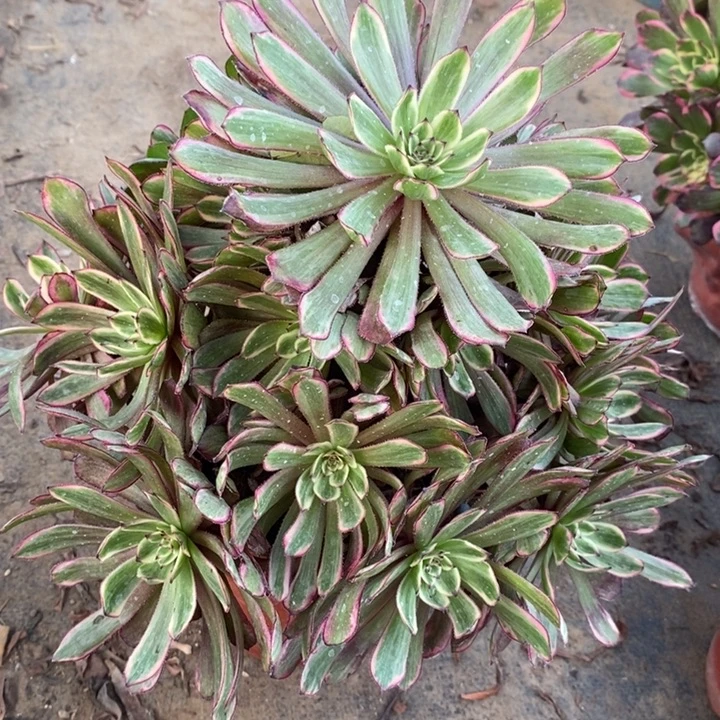 紫霞仙子18多肉植物法师法师