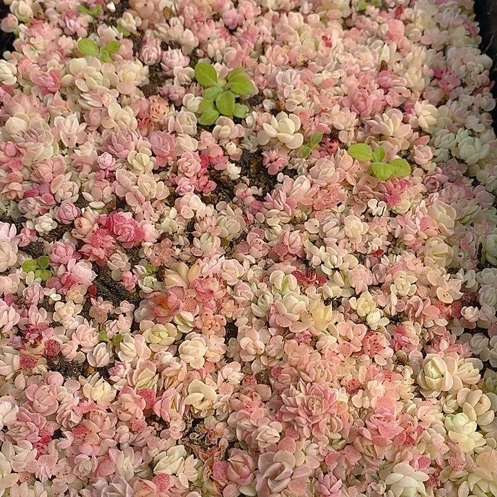 281 多肉植物盆栽花卉植物