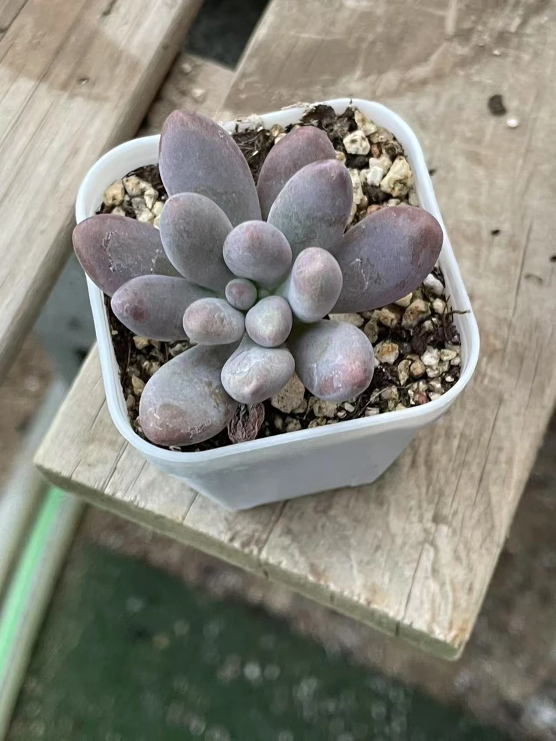 仙子奶酪单头出奶尖