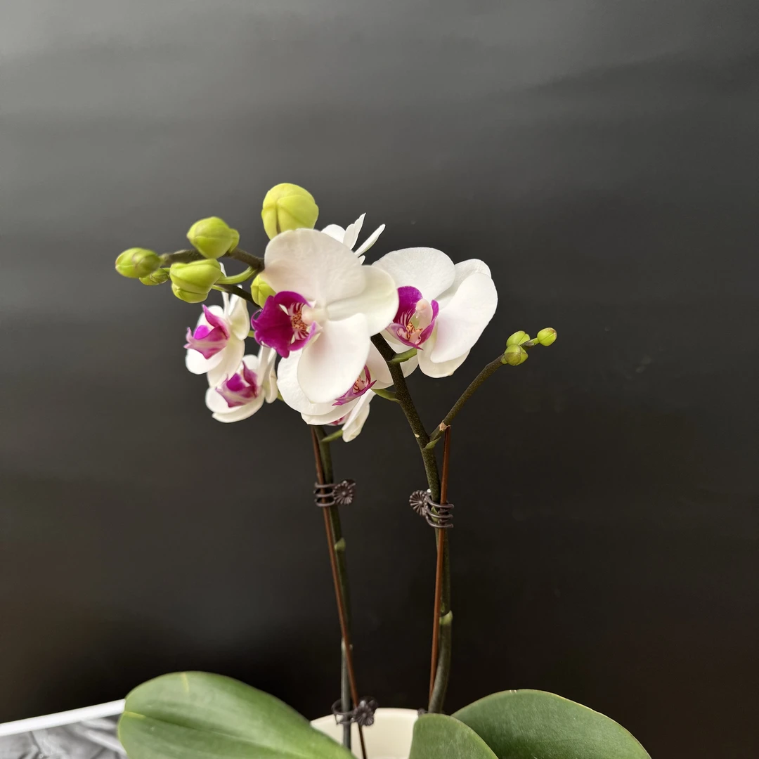 蝴蝶兰【雪玉】昆明直发