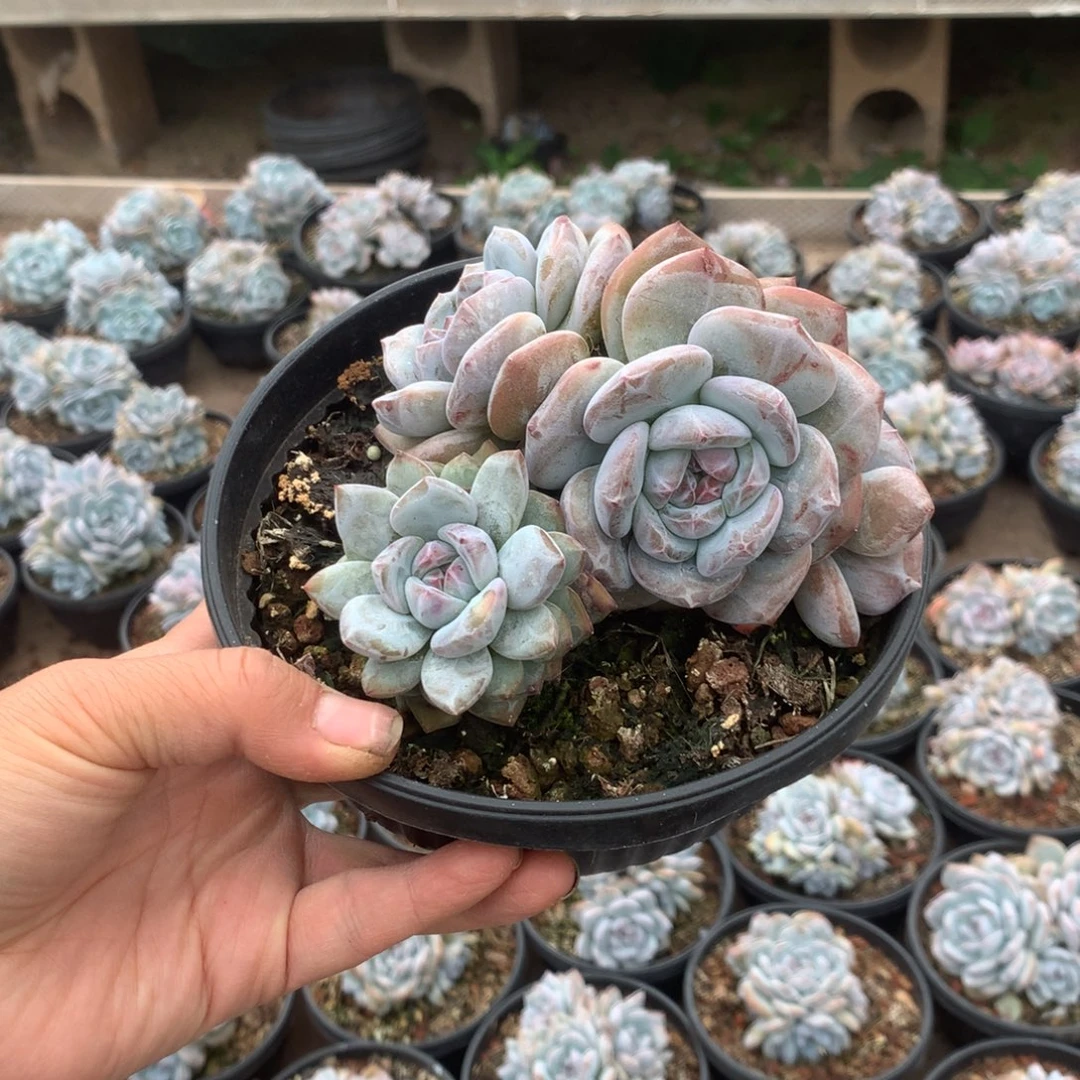 无花朵无砍哈哈哈哈哈哈哈31