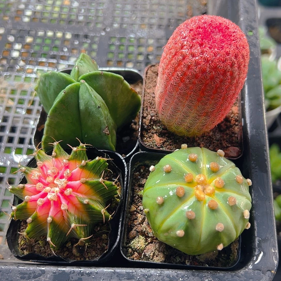 仙人球套餐玉露多肉多肉