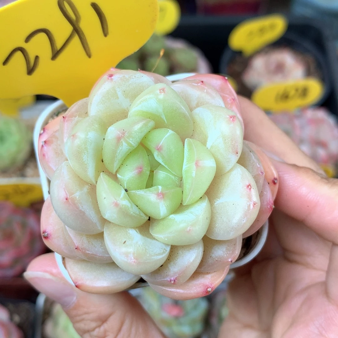 熊猫珍妮单头2291
