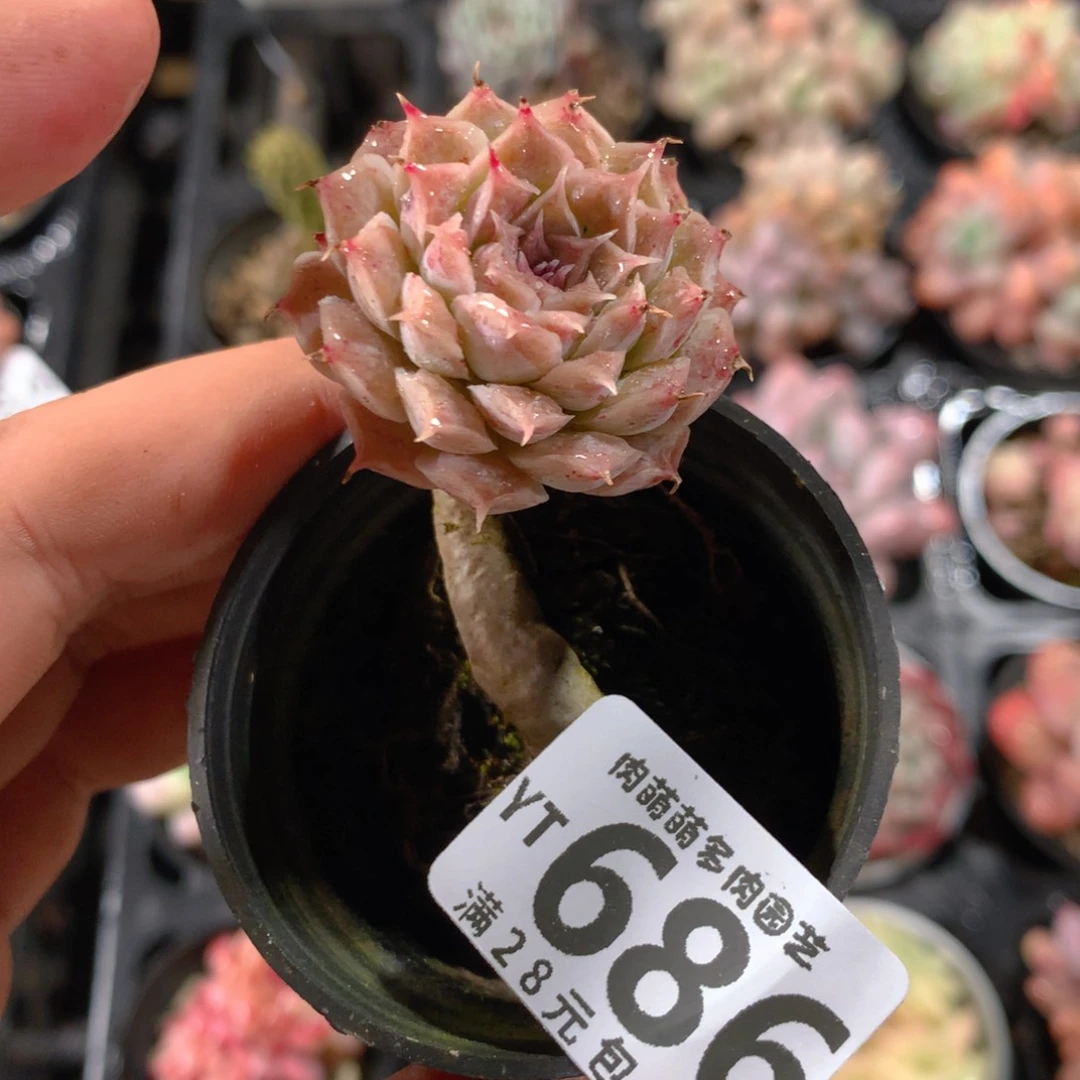 5CM拇指盆精控多肉YT686