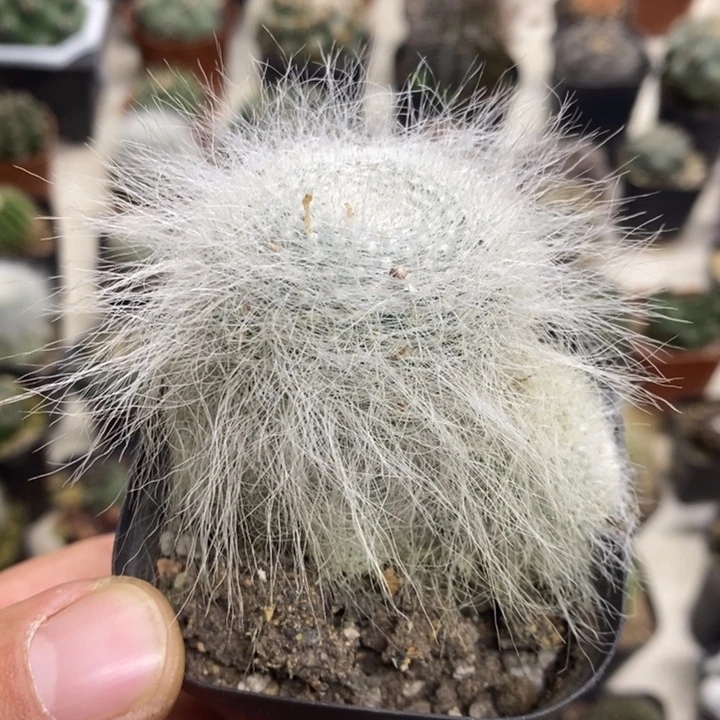 雪原玉翁特价福利