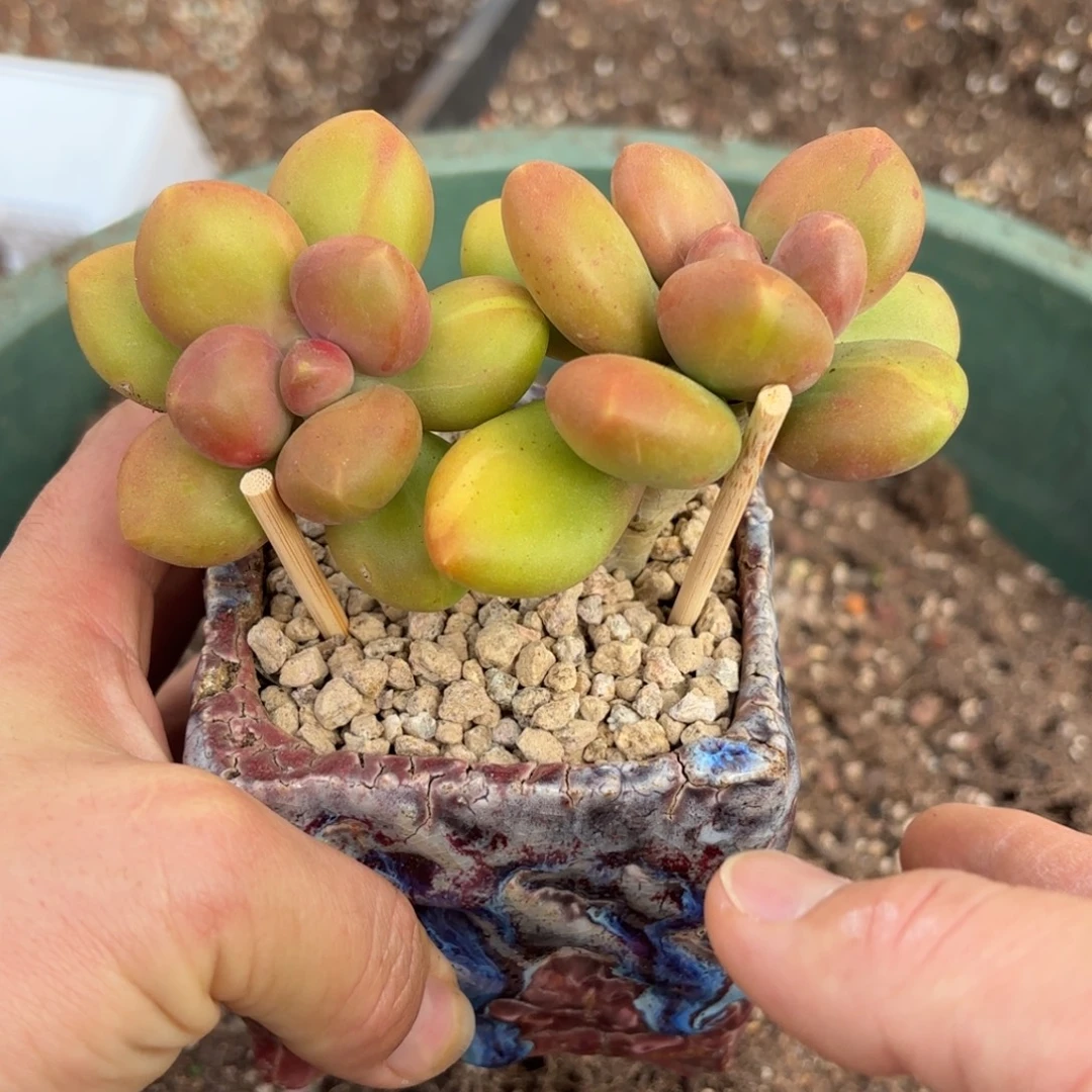 炫***名多肉植物芒果奶带石化