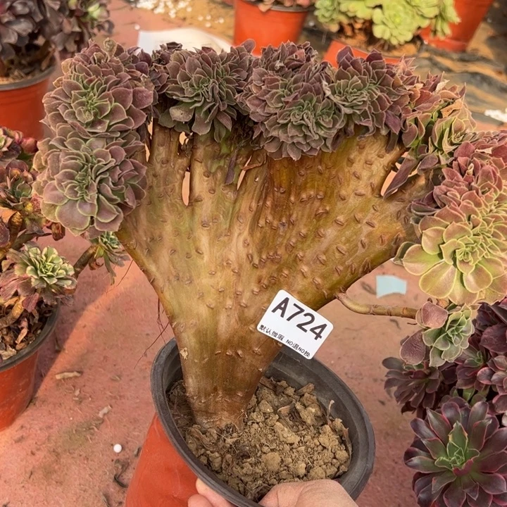 玫瑰缀多肉植物724.