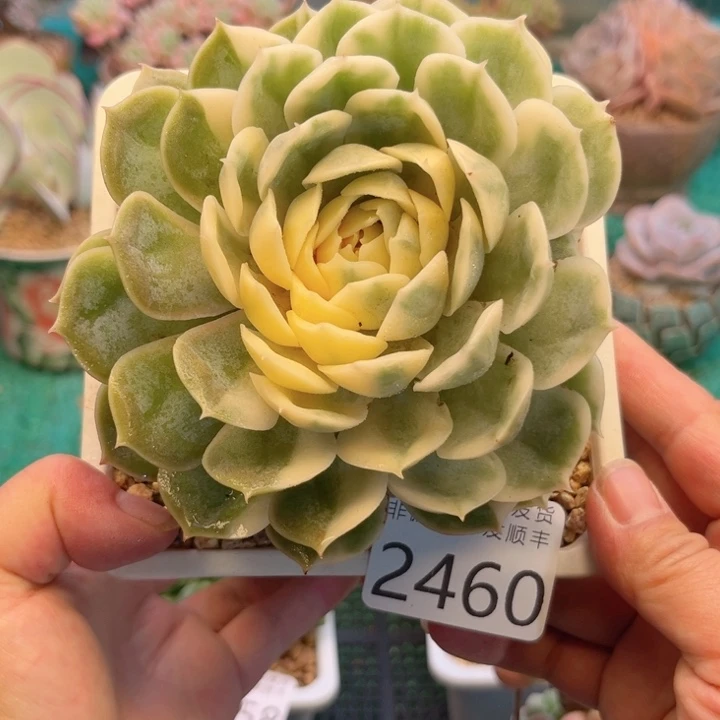 大2460；hxbcbbbbnn