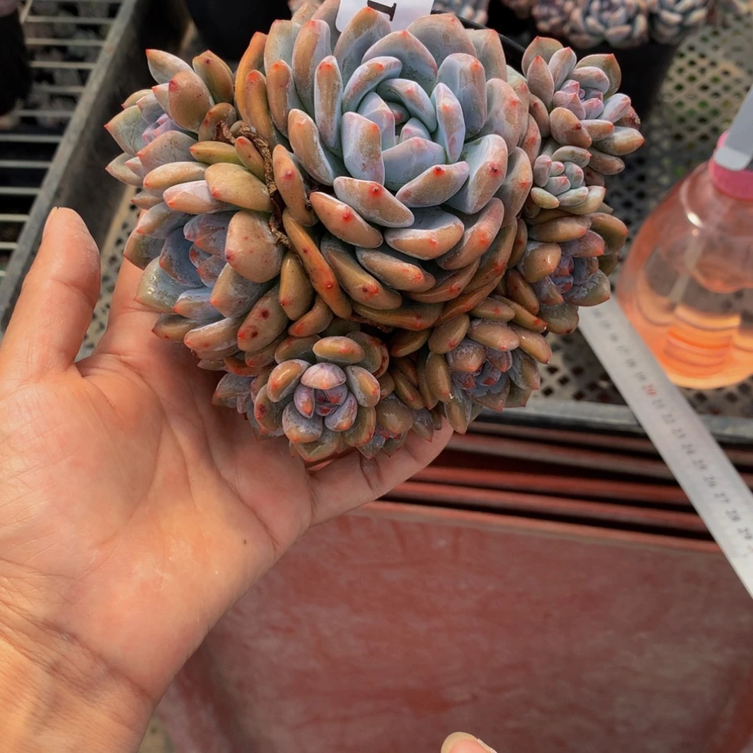 91866多头嗯嗯嗯嗯嗯好喜欢