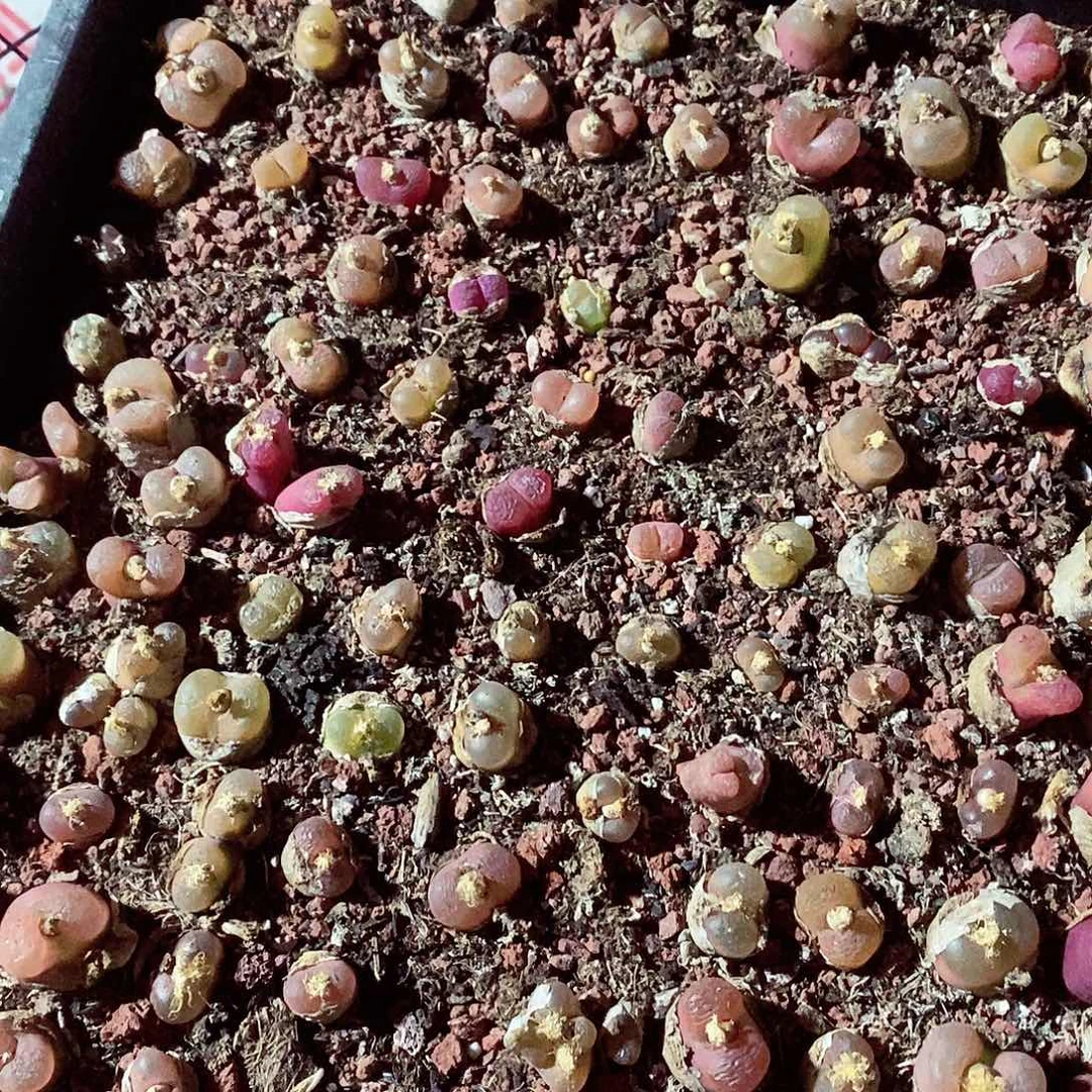 141大毛毛呃呃呃呃呃呃呃呃呃呃呃