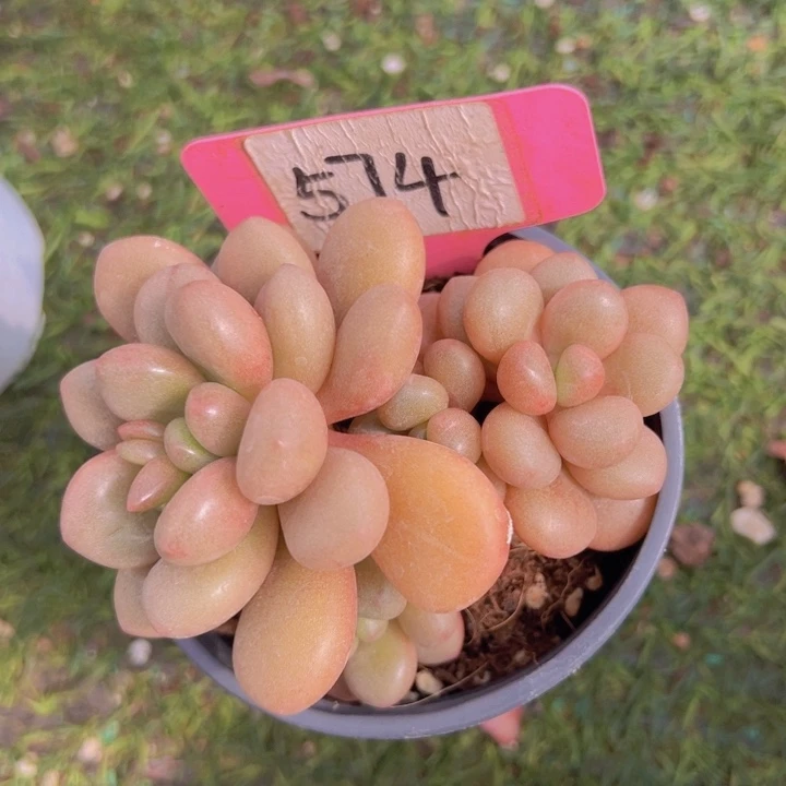 健健康康平平安安