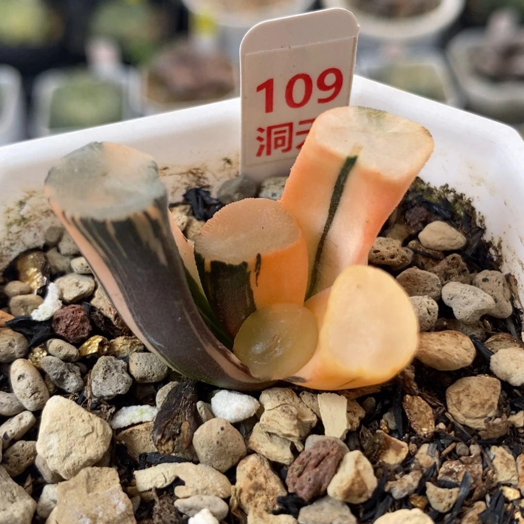 109山之翠万象锦一物一拍