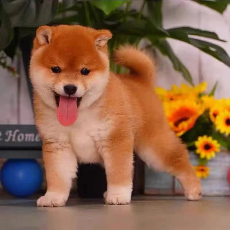 【自选纯种小型犬】宠物狗活体柴犬宠物狗JJ