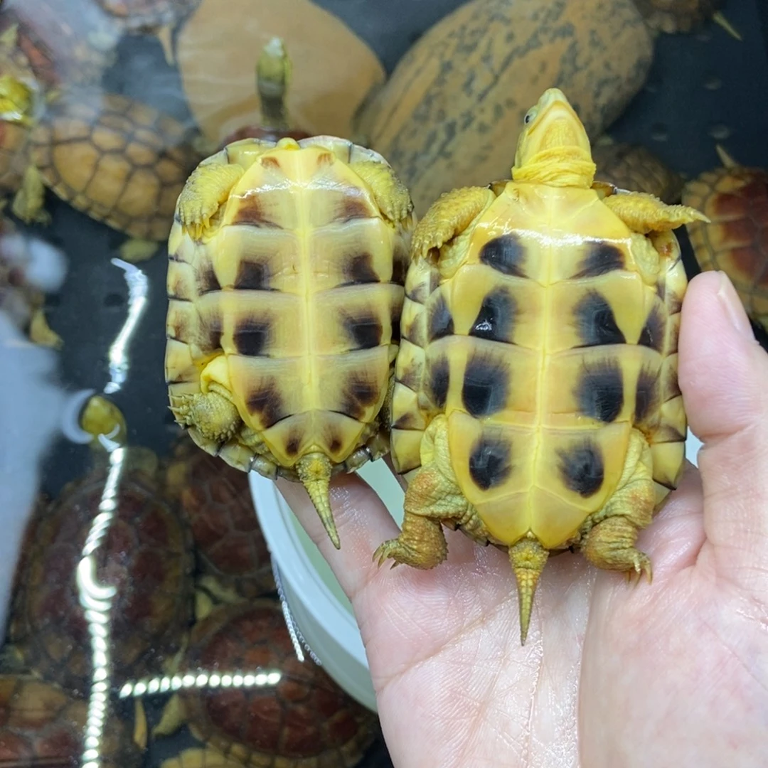 天***家公母搭配绿毛龟小青