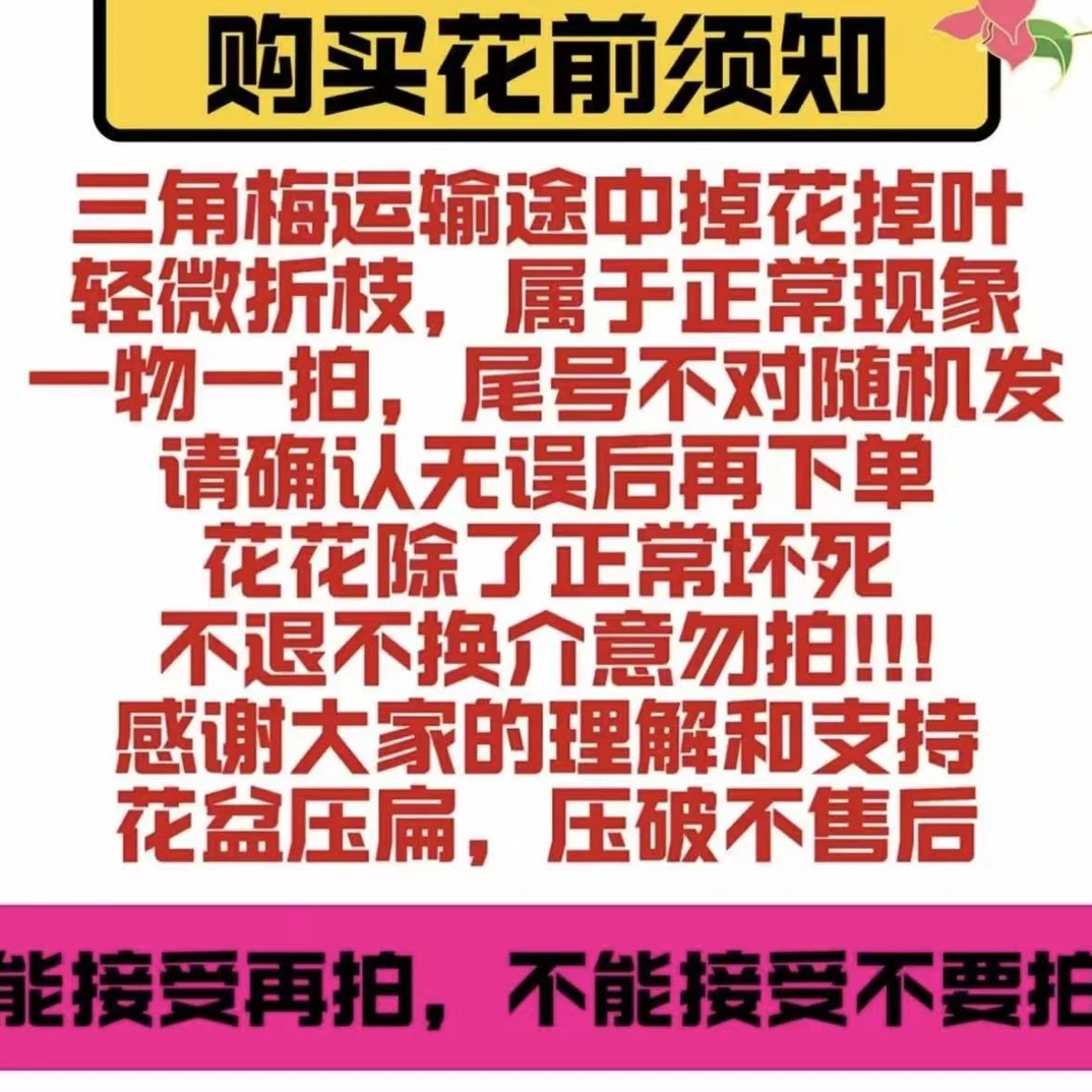 三角梅彩花 一物一拍