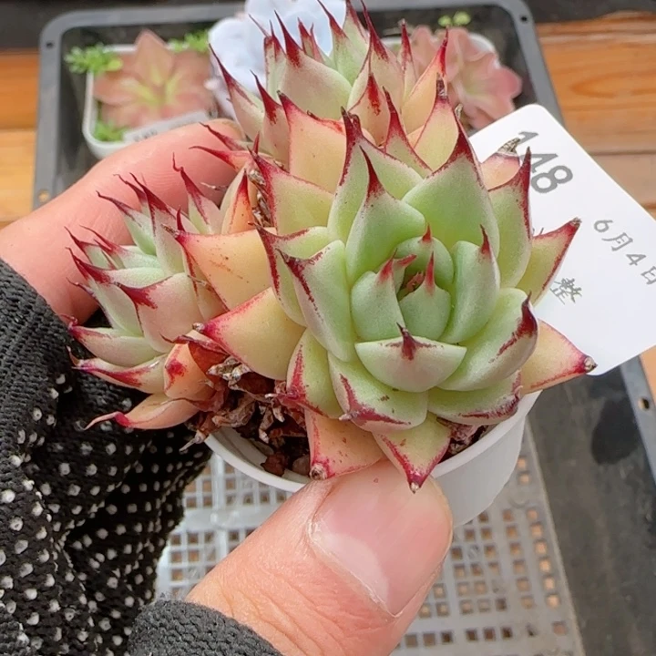 长睫毛3头0604-148