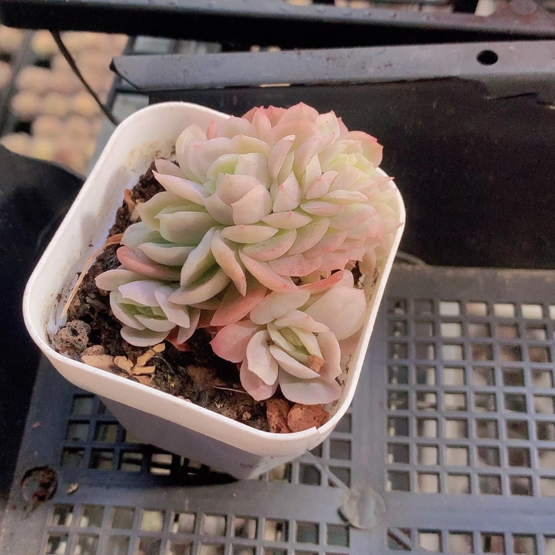 泡泡纱裙缀化一物一拍3456778999