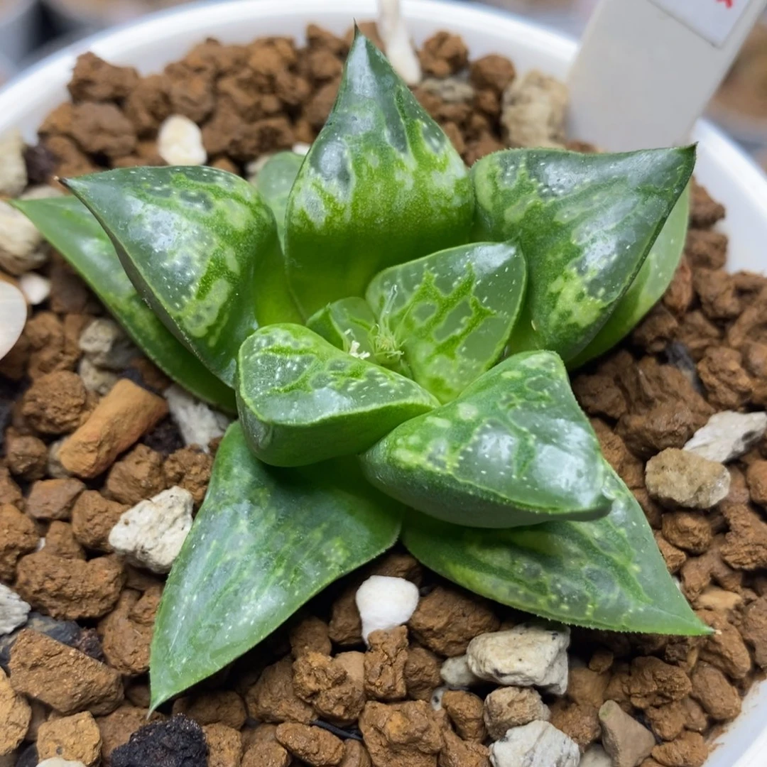 306旋转木马一物一拍