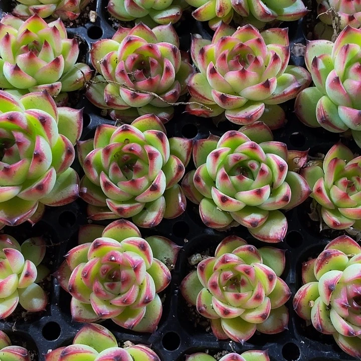 小月亮石1元带土发