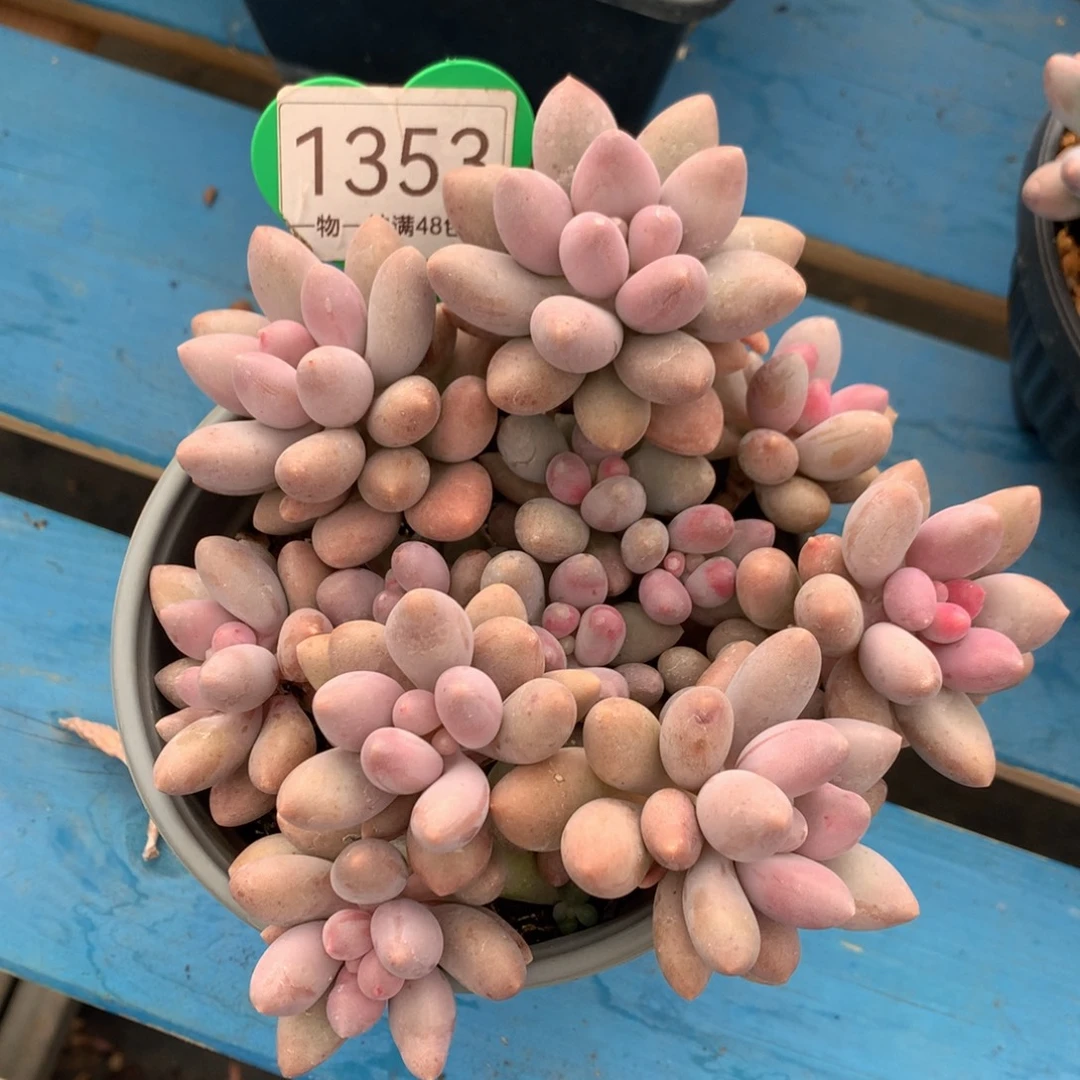 粉色恋人老桩一物一拍1353