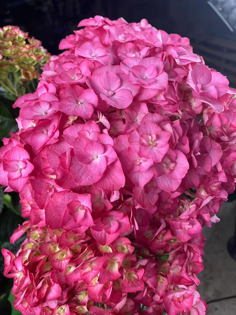 （玉蝴蝶）绣球盆栽