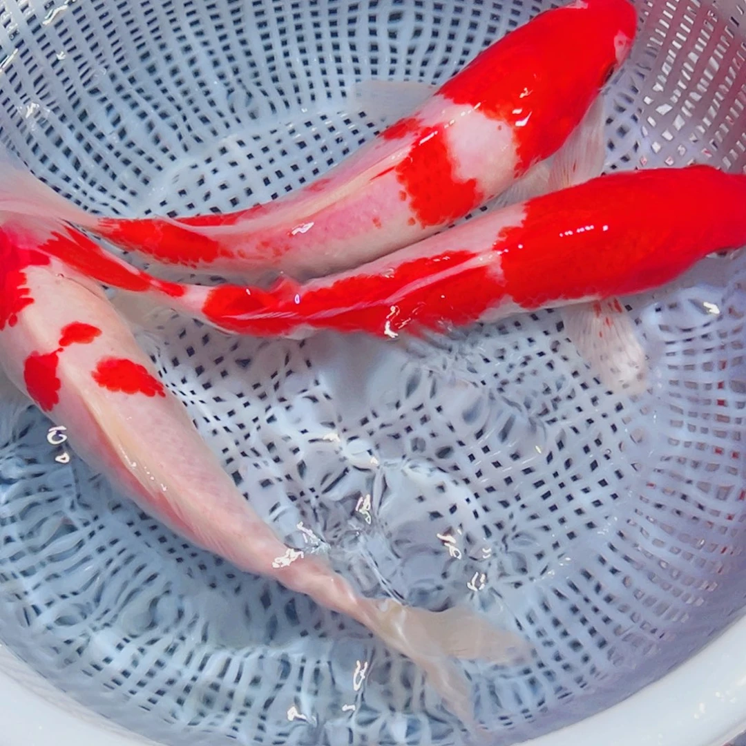 锦鲤锦鲤观赏鱼1111