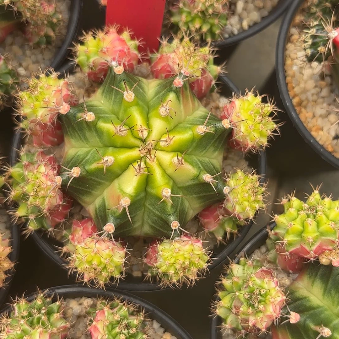 32-0915泰国发货多肉