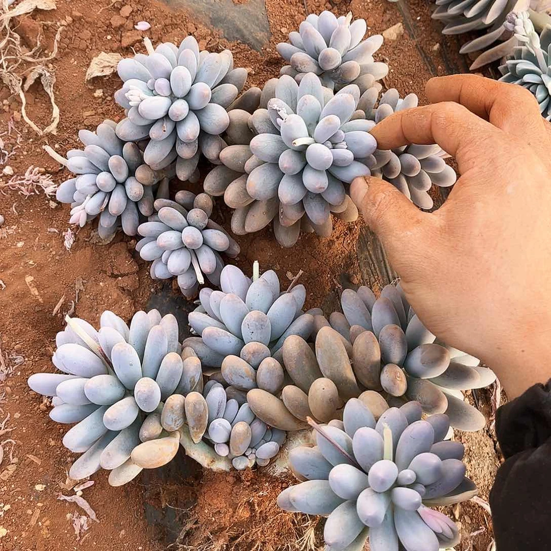 汤圆9.99多肉植物精品