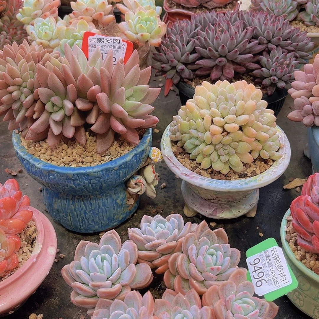 9496冰玉杂多肉植物