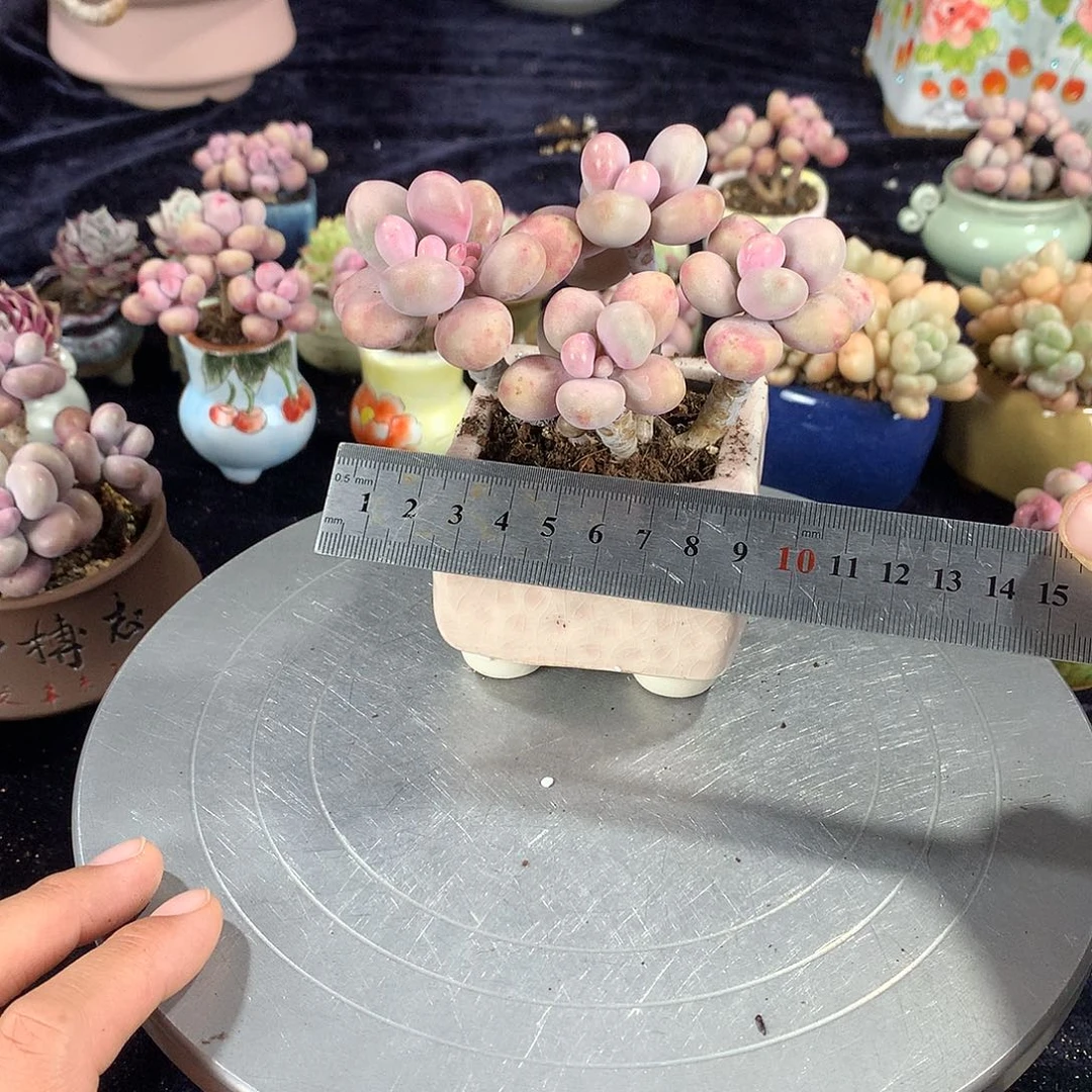 43号带破的偏远地区不包邮的