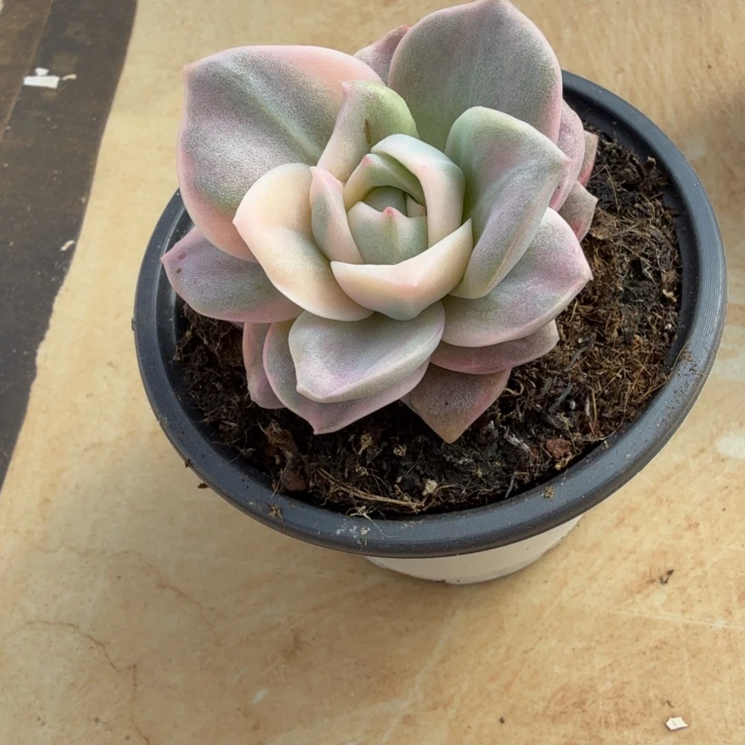 ℡****彩色可爱玫瑰锦锦上园艺一物一拍