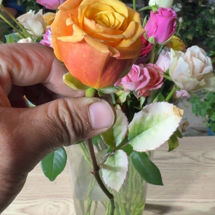 无花朵火星小扦插苗